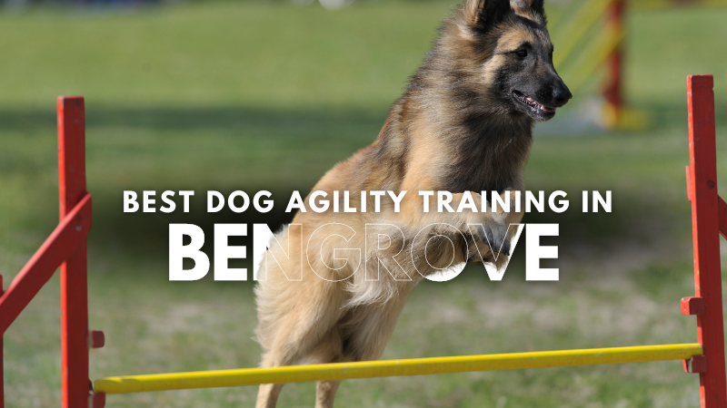 Best Dog Agility Training in Bengrove