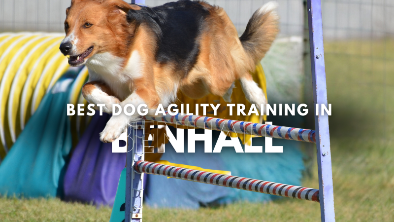 Best Dog Agility Training in Benhall