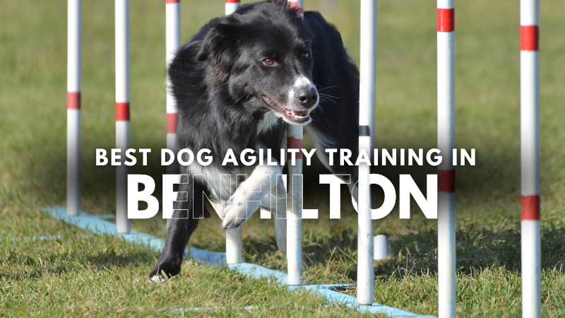 Best Dog Agility Training in Benhilton