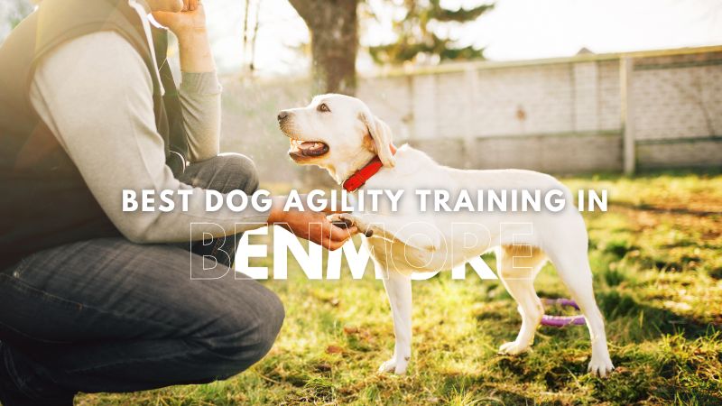 Best Dog Agility Training in Benmore