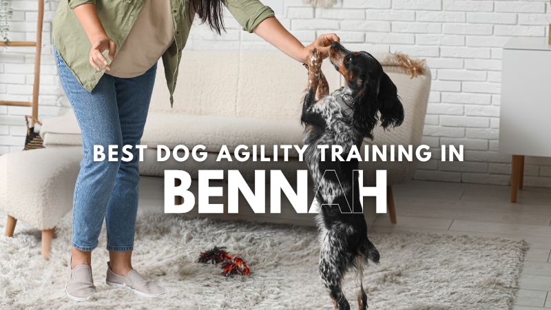 Best Dog Agility Training in Bennah