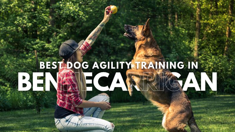 Best Dog Agility Training in Bennecarrigan