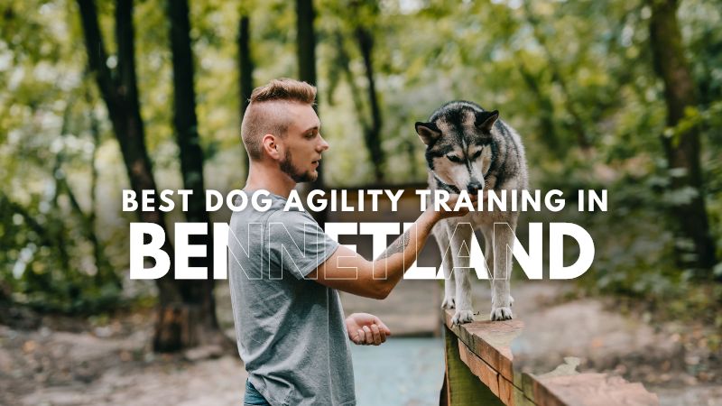 Best Dog Agility Training in Bennetland