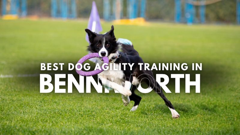 Best Dog Agility Training in Benniworth