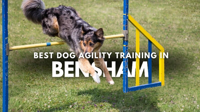 Best Dog Agility Training in Bensham