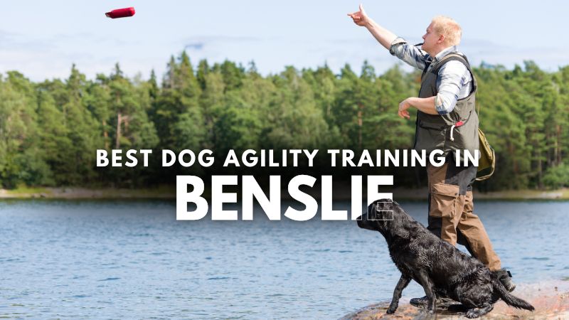 Best Dog Agility Training in Benslie