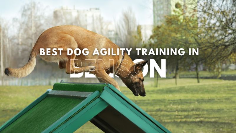 Best Dog Agility Training in Benson