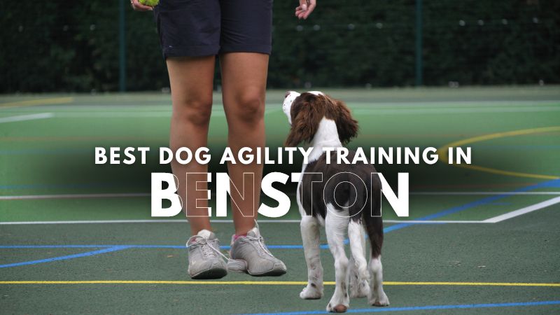 Best Dog Agility Training in Benston