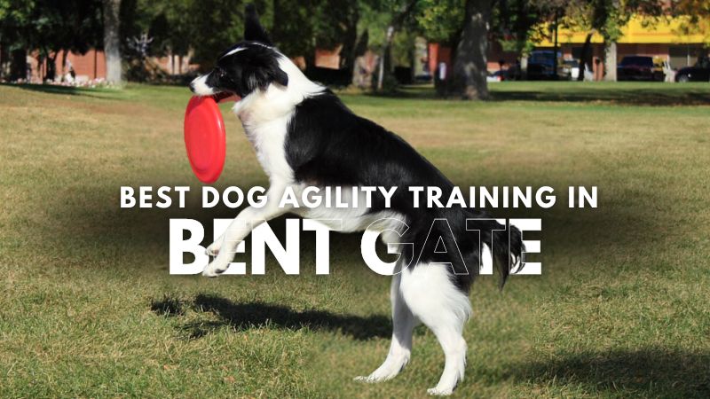 Best Dog Agility Training in Bent Gate