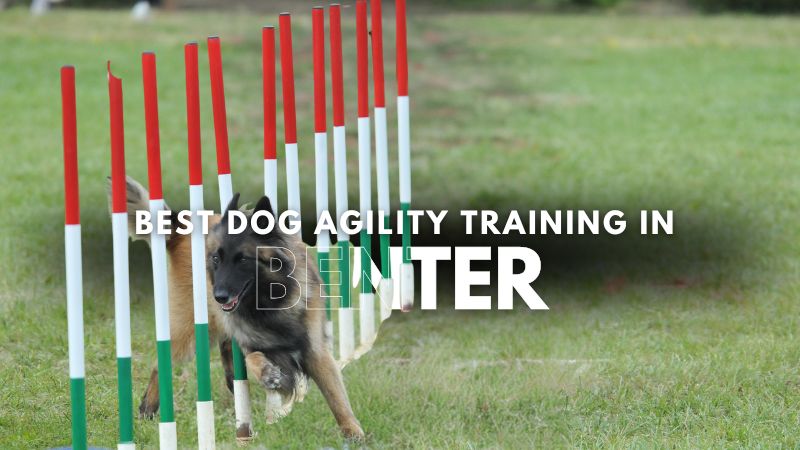 Best Dog Agility Training in Benter