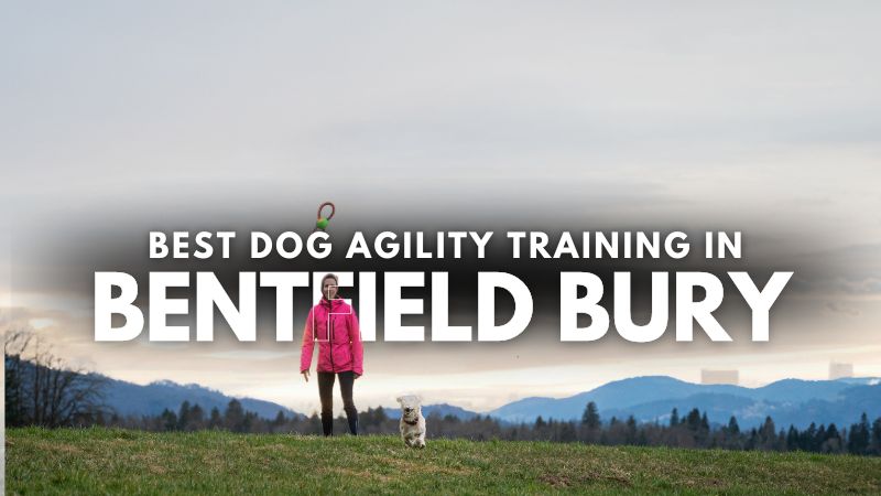 Best Dog Agility Training in Bentfield Bury