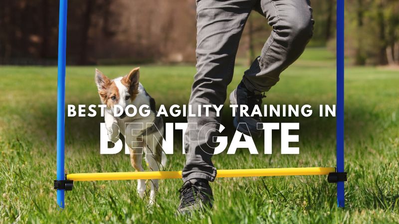 Best Dog Agility Training in Bentgate
