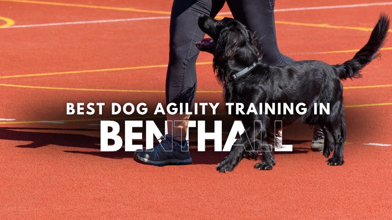 Best Dog Agility Training in Benthall