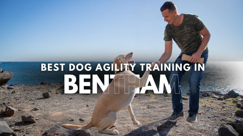 Best Dog Agility Training in Bentham