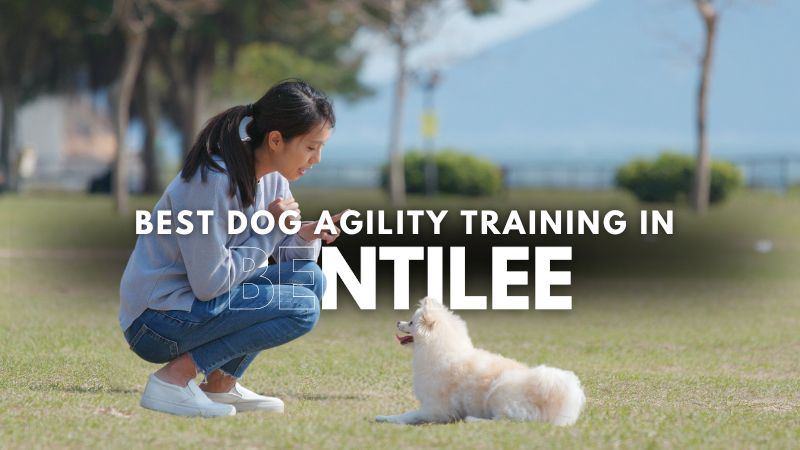 Best Dog Agility Training in Bentilee