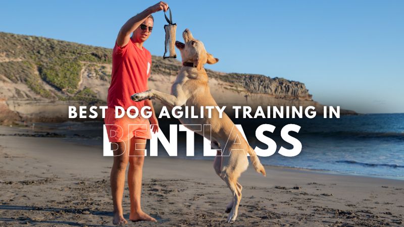 Best Dog Agility Training in Bentlass