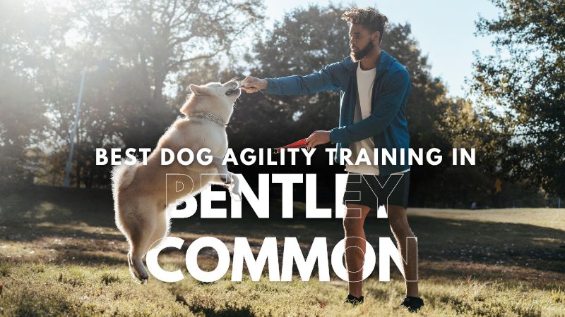 Best Dog Agility Training in Bentley Common