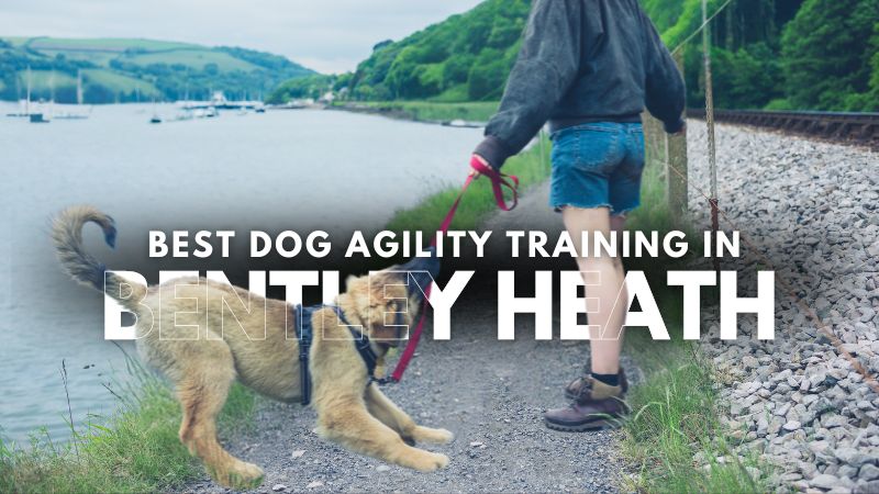 Best Dog Agility Training in Bentley Heath