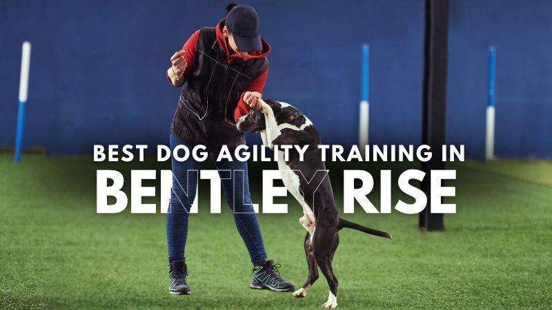Best Dog Agility Training in Bentley Rise