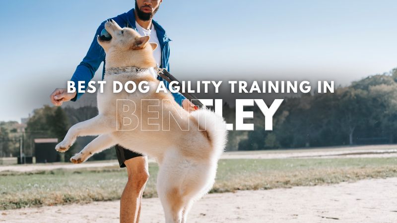 Best Dog Agility Training in Bentley