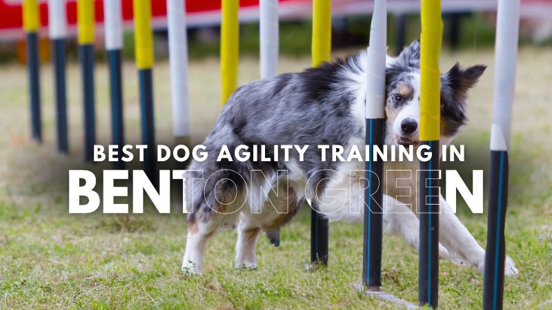 Best Dog Agility Training in Benton Green