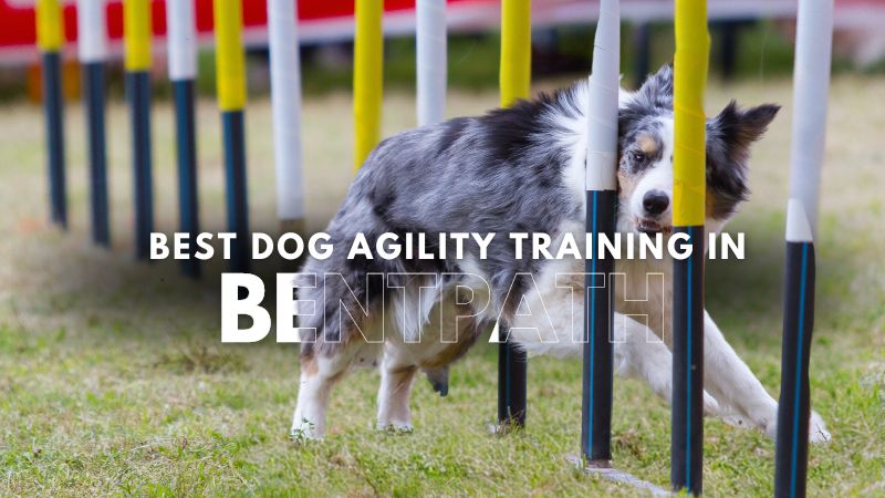Best Dog Agility Training in Bentpath
