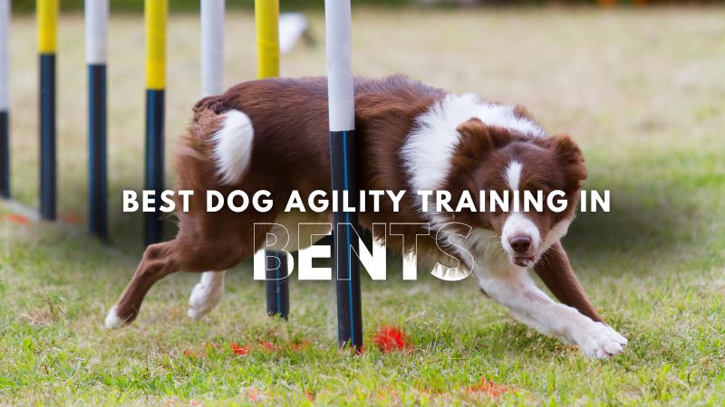 Best Dog Agility Training in Bents