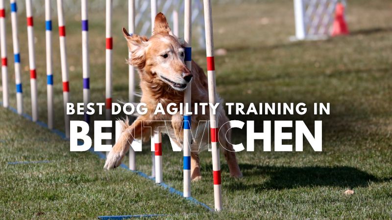 Best Dog Agility Training in Bentwichen