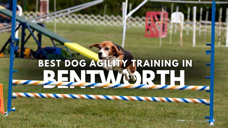 Best Dog Agility Training in Bentworth