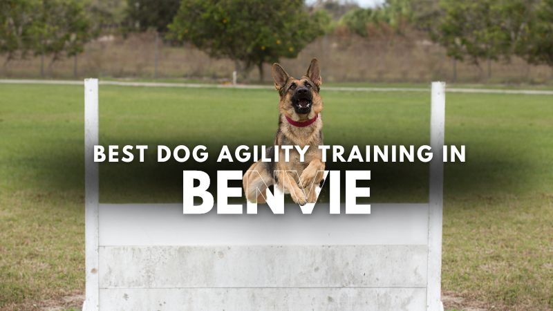 Best Dog Agility Training in Benvie