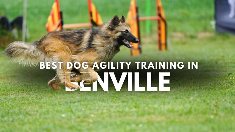Best Dog Agility Training in Benville