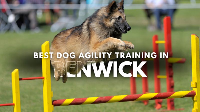 Best Dog Agility Training in Benwick