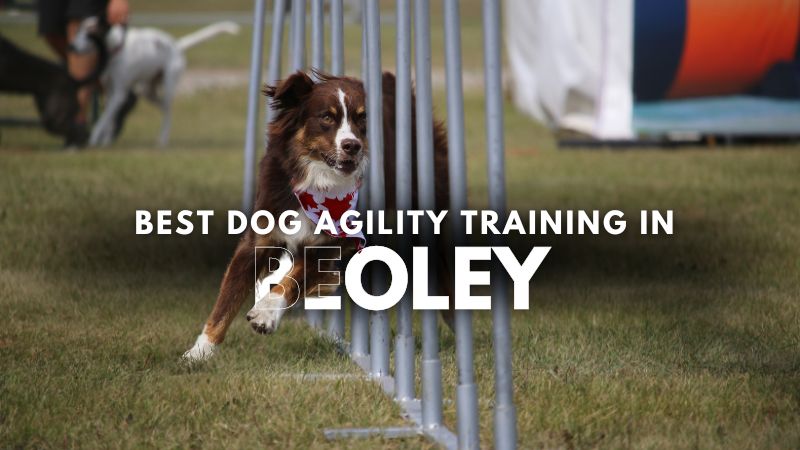 Best Dog Agility Training in Beoley