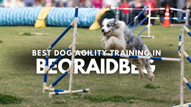 Best Dog Agility Training in Beoraidbeg