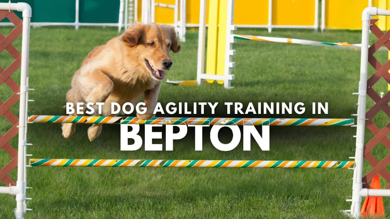 Best Dog Agility Training in Bepton