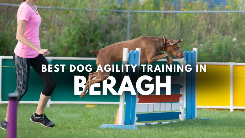 Best Dog Agility Training in Beragh