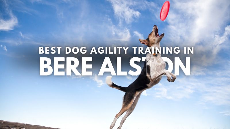 Best Dog Agility Training in Bere Alston