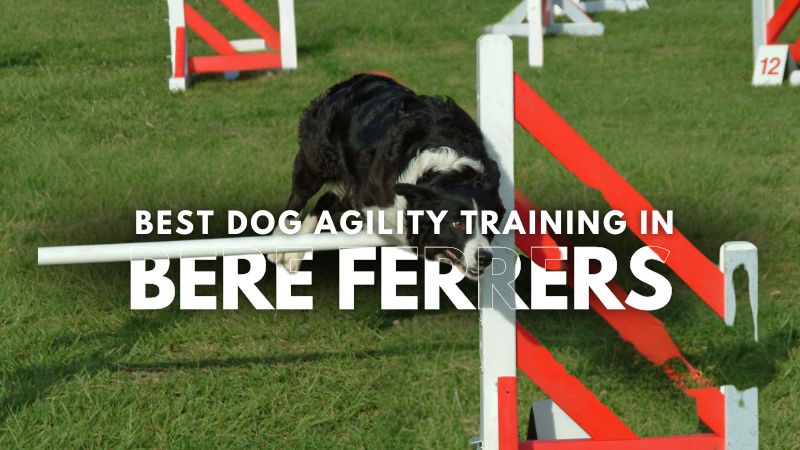 Best Dog Agility Training in Bere Ferrers