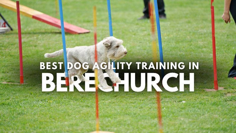 Best Dog Agility Training in Berechurch