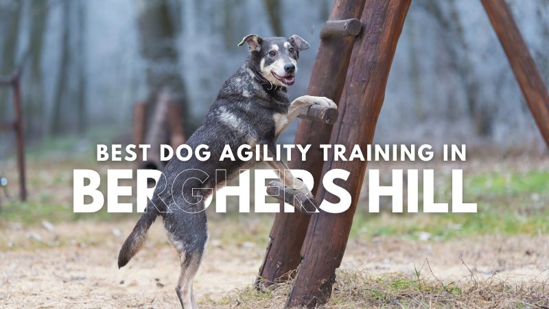 Best Dog Agility Training in Berghers Hill
