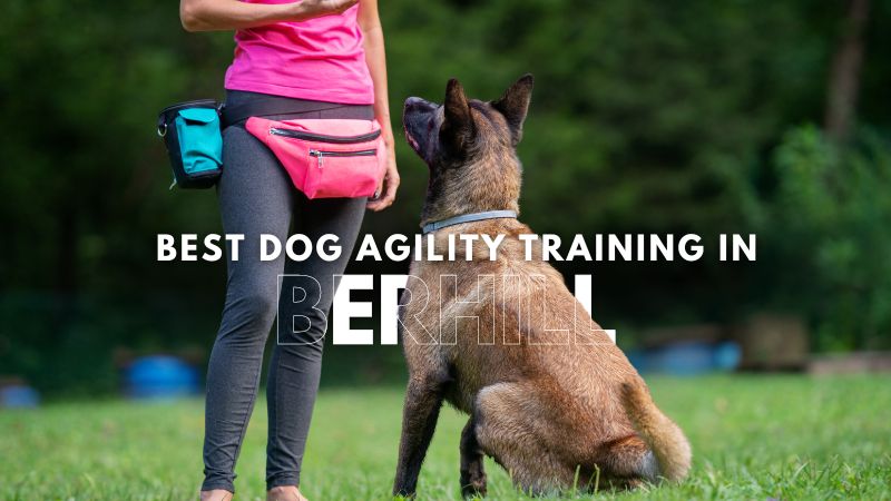 Best Dog Agility Training in Berhill
