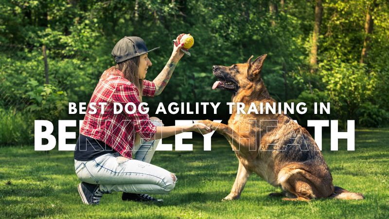 Best Dog Agility Training in Berkeley Heath