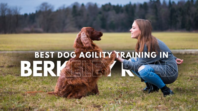 Best Dog Agility Training in Berkeley Road