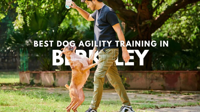 Best Dog Agility Training in Berkeley