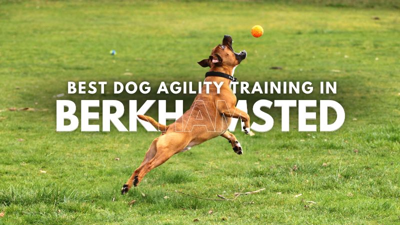 Best Dog Agility Training in Berkhamsted