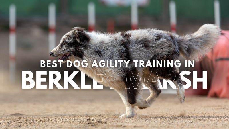 Best Dog Agility Training in Berkley Marsh