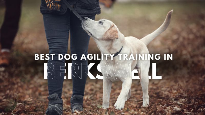 Best Dog Agility Training in Berkswell
