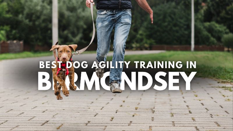Best Dog Agility Training in Bermondsey