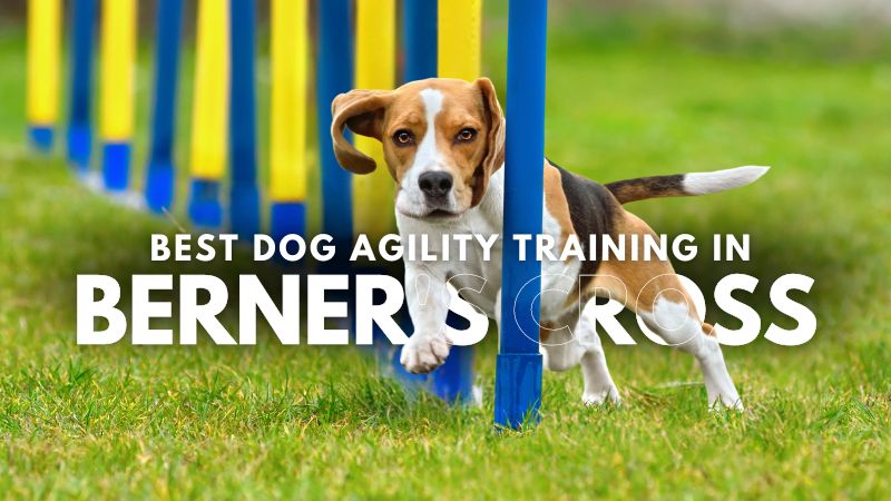 Best Dog Agility Training in Berner's Cross