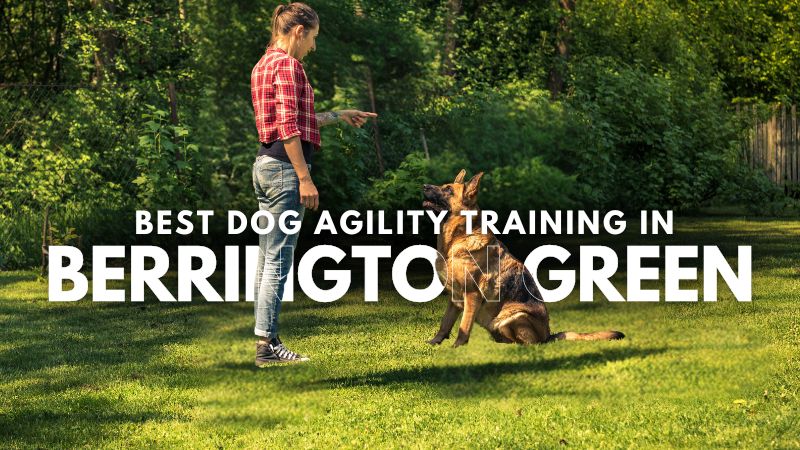 Best Dog Agility Training in Berrington Green